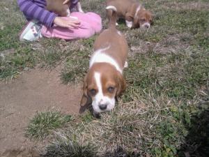 BassetPuppies